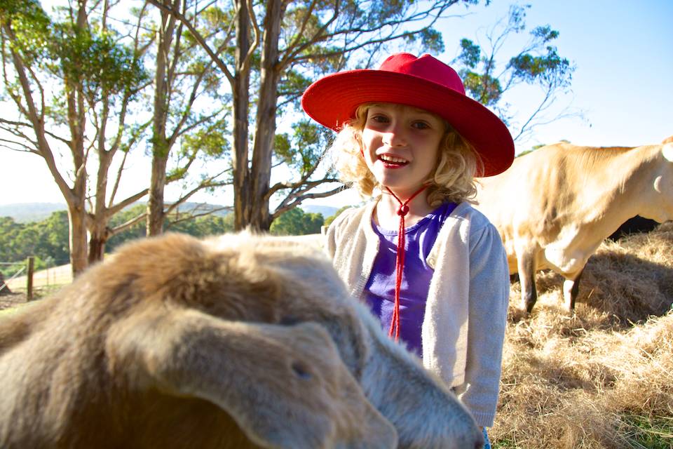 A young girl with a red hat smiling at the camera over the head of a sheep.