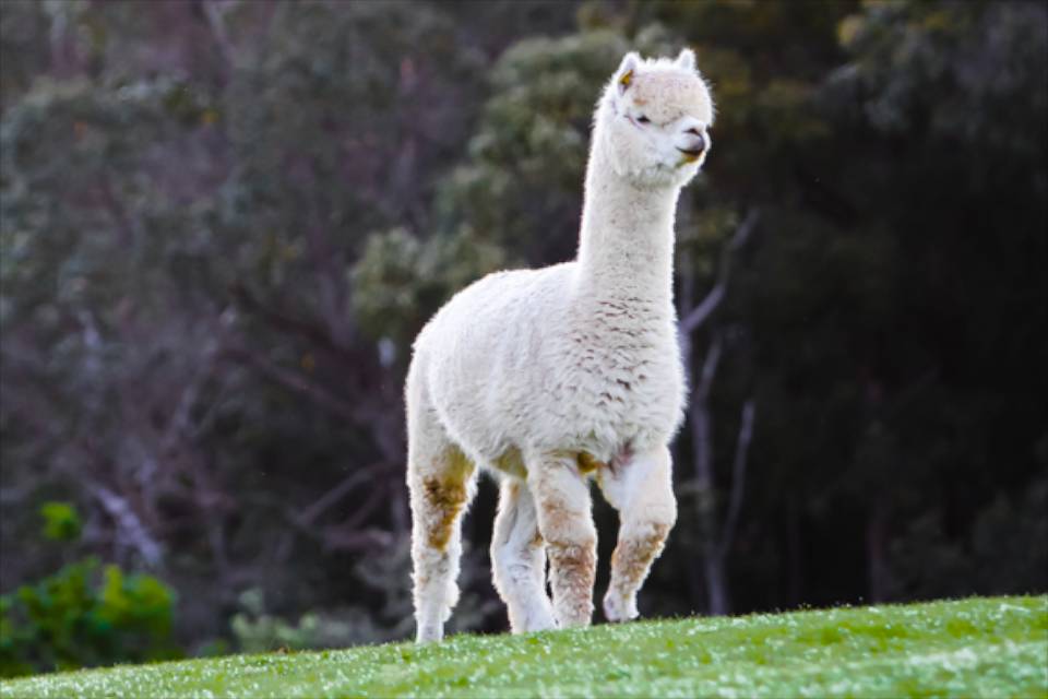 An alpaca walking up a grassy hill with a forest behind.